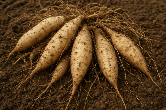 Wild Yam Root: Nature's Hormonal Harmonizer – From Ancient Traditions to Modern Supplements