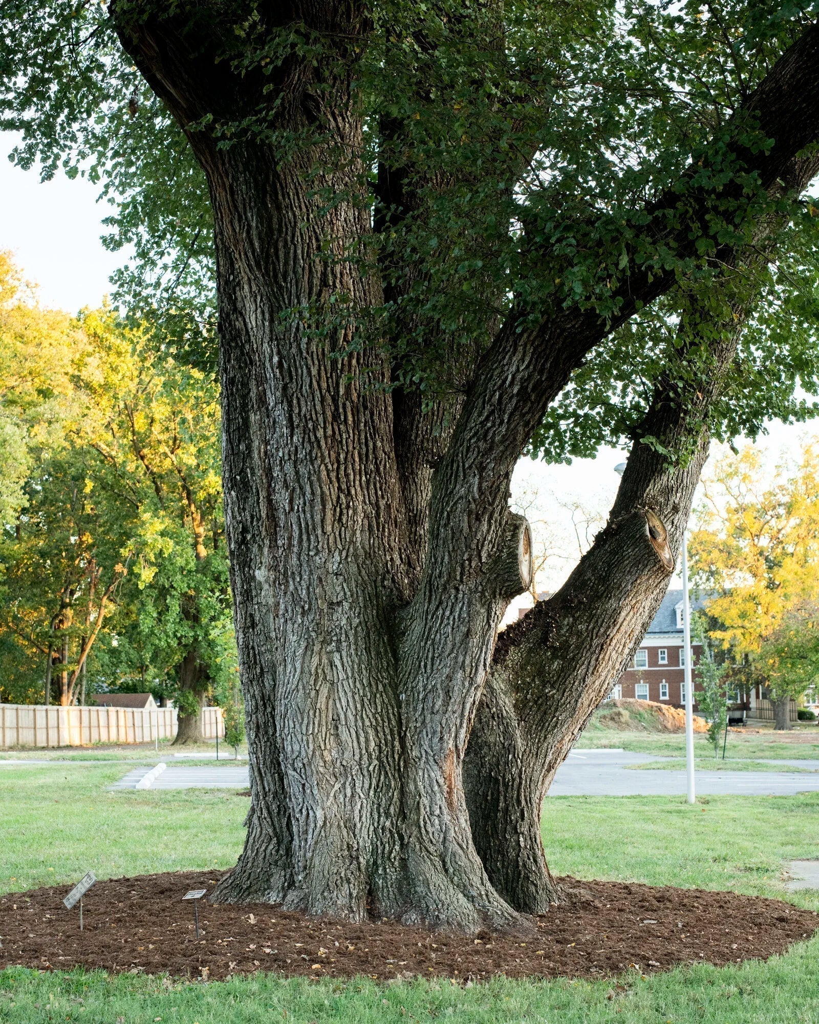 Slippery Elm Bark: Nature's Gentle Shield for Gut, Throat, and Eyes