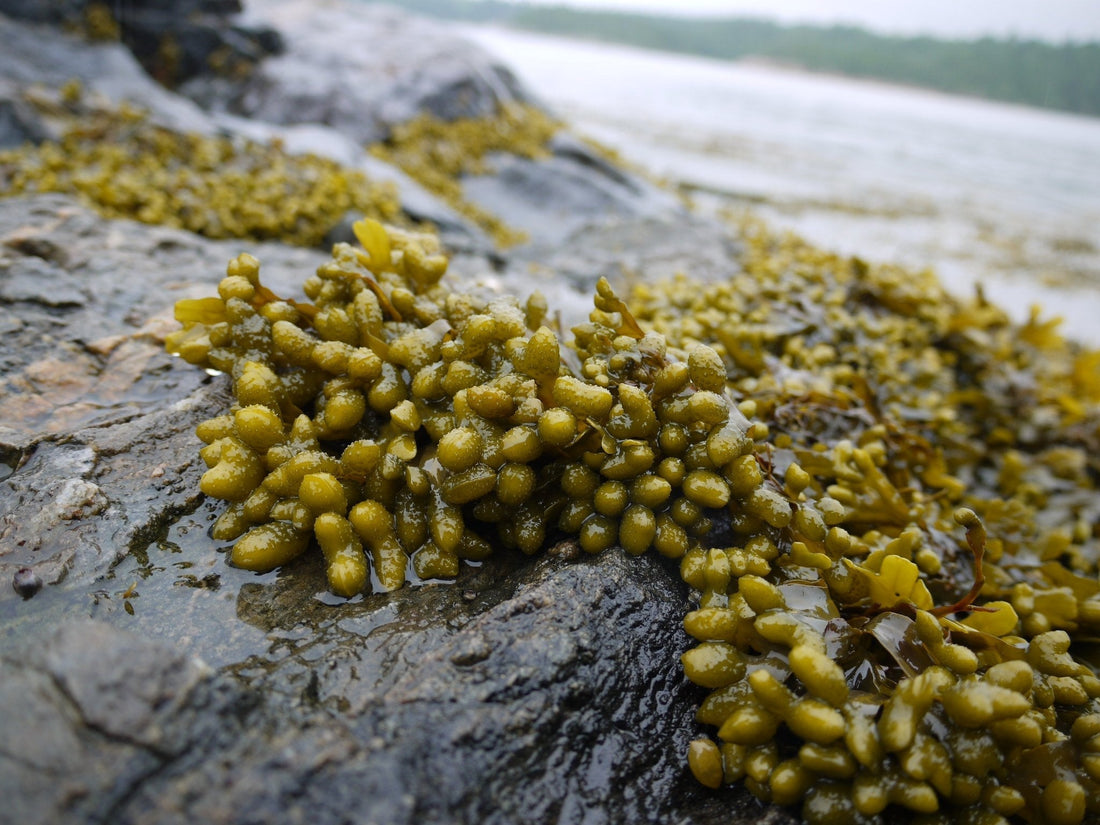 Bladderwrack: The Atlantic's Iodine-Rich Seaweed for Thyroid & Metabolic Harmony