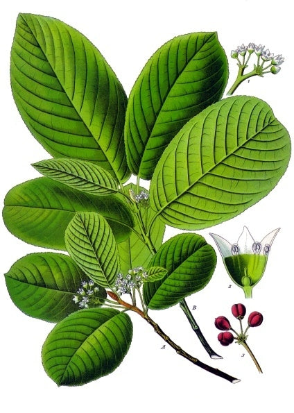 Cascara Sagrada: Nature's Gentle Laxative for Deep Gut Cleansing