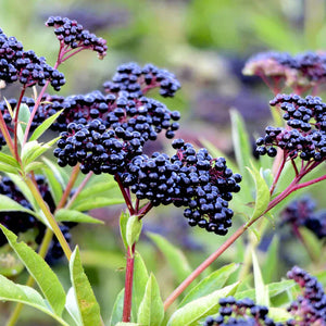 Elderberry