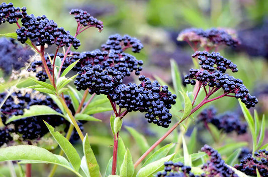 Elderberry: Nature’s Immune Shield and Antioxidant Powerhouse