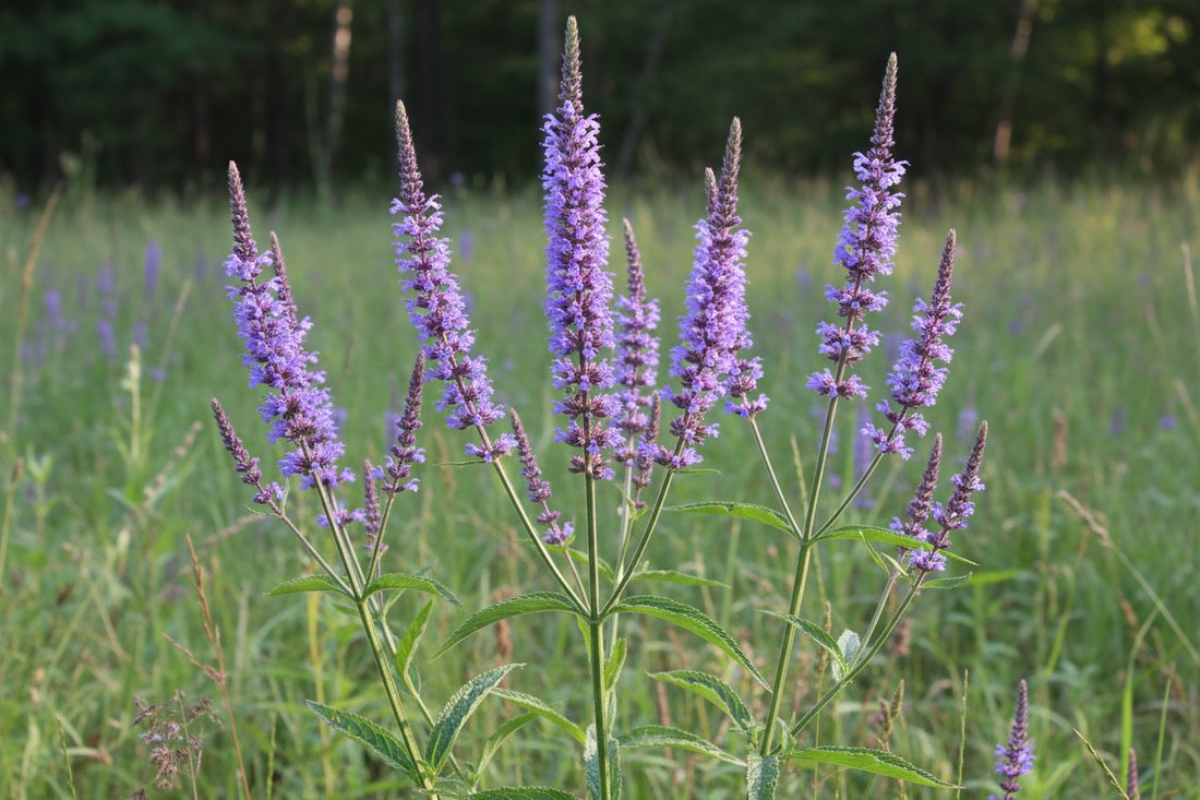 Blue Vervain: The Sacred Nervine for Calm & Clarity – From Ancient Rituals to Modern Stress Relief