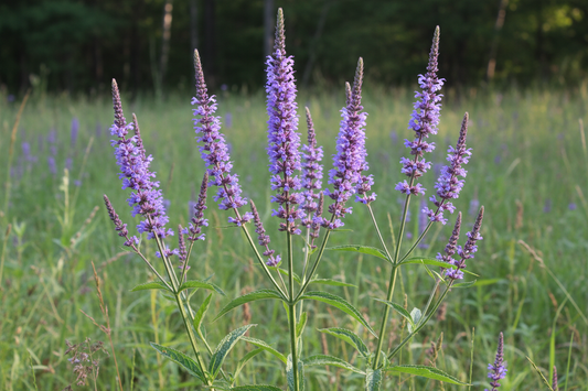 Blue Vervain: The Sacred Nervine for Calm & Clarity – From Ancient Rituals to Modern Stress Relief