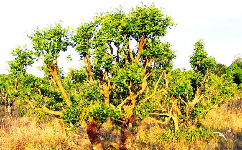 Yohimbe: Nature's Bold Ally for Energy, Vitality, and Men's Wellness