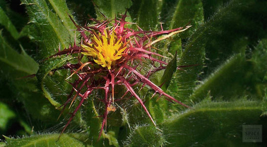 Blessed Thistle: Nature's Bitter Tonic for Digestion, Detox, and Vitality