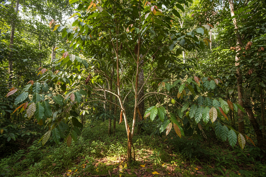 Ceylon Cinnamon: The golden spice of wellness- from ancient rituals to modern blood sugar support.