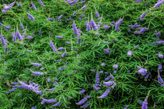 Chaste Tree Berry: Nature’s Hormonal Harmonizer for Women’s Wellness