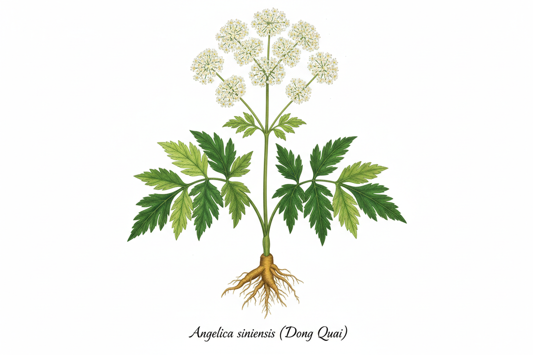 Dong Quai: The Queen of Herbs for Women's Wellness – From Ancient China to Modern Harmony