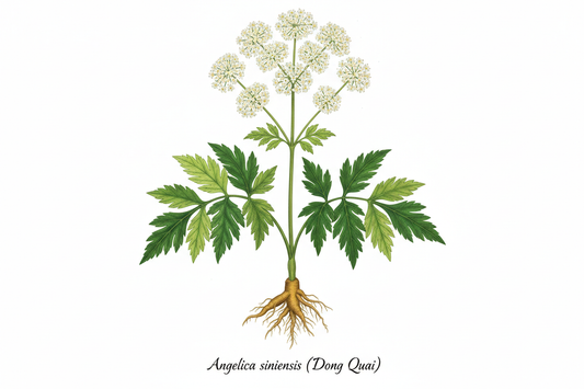 Dong Quai: The Queen of Herbs for Women's Wellness – From Ancient China to Modern Harmony