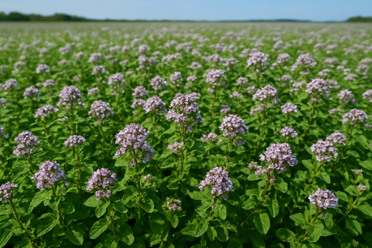 Unlocking the Power of Oil of Oregano: Science-Backed Benefits, Historical Roots, Global Traditions, and Daily Integration Tips