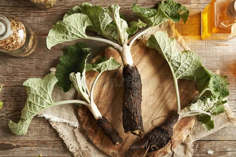 Burdock Root