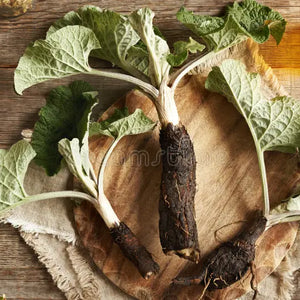 Burdock Root