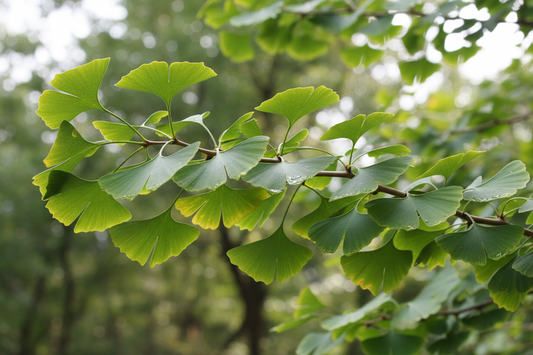 The Living Fossil: Harnessing the Ancient Power of Ginkgo Biloba for Brain & Circulation Support