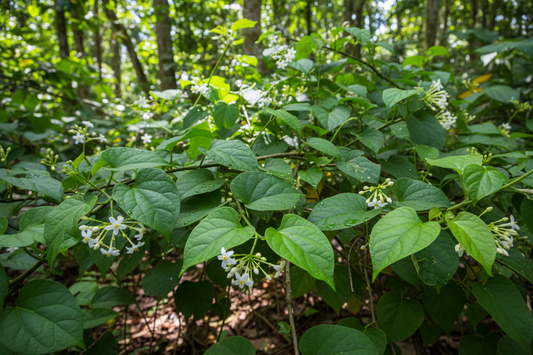 The Cleansing Vine: Guaco (Mikania glomerata / laevigata) – Traditional Respiratory & Blood Purifier
