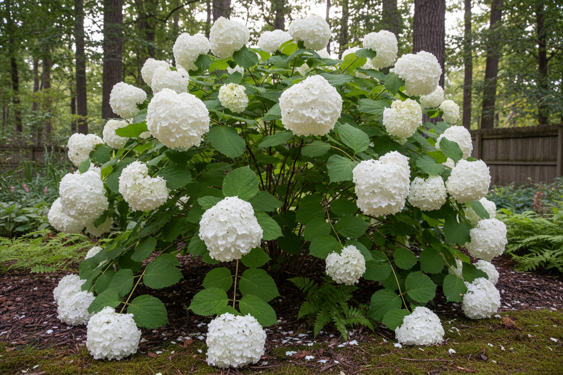 Hydrangea Root: The Seven-Bark Remedy for Urinary & Prostate Comfort