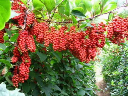 Schisandra Berries: The Five-Flavor Fruit of Longevity & Resilience