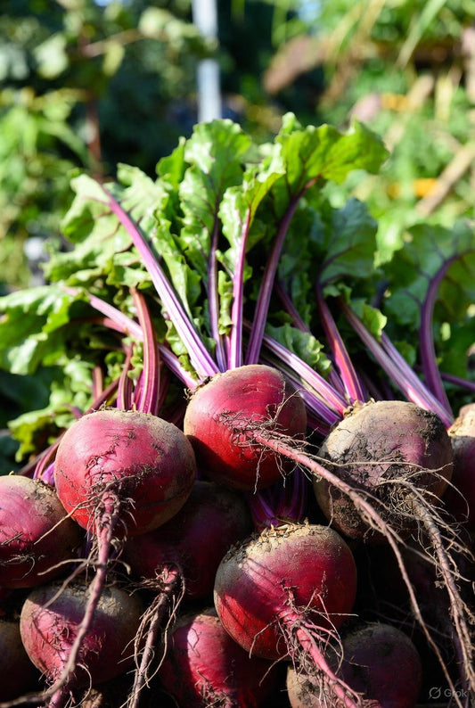 Beet Root: The Crimson Root of Energy & Heart Health – Now in the Newly Reformulated Lively Up
