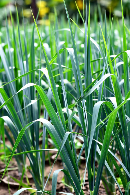 Lemongrass Essential Oil: Nature's Zesty Shield for Skin, Bugs, and Wellness