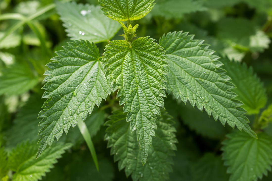 The Nutrient-Dense Powerhouse: Stinging Nettle Leaf (Urtica dioica) – Nature's Multivitamin for Daily Vitality