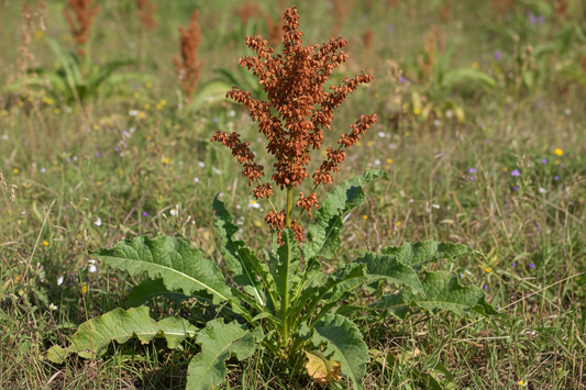 The Gentle Cleanser: Unveiling the Power of Yellow Dock (Rumex crispus)