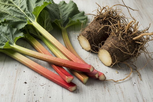 The Mighty Root for Gentle Cleansing: Rhubarb Root (Rheum spp.) – Nature's Traditional Laxative & Detox Ally