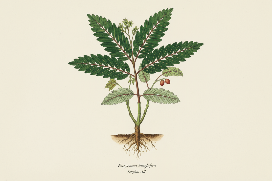 Tongkat Ali: The Malaysian Root of Strength & Vitality